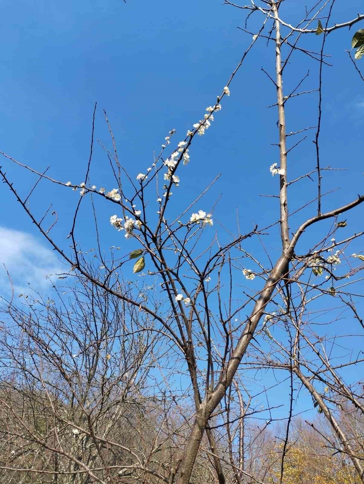 KARABÜK’ÜN YENİCE İLÇESİNE BAĞLI DEĞİRMENYANI KÖYÜNDE ARALIK AYINDA ÇİÇEK AÇAN ERİK AĞACI...