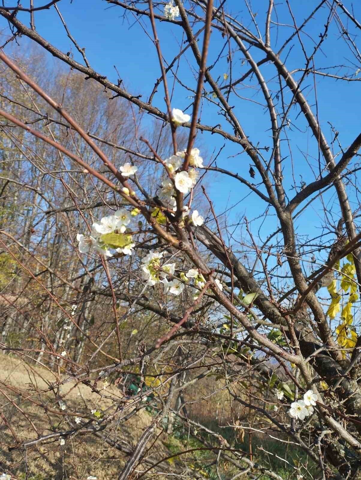 KARABÜK’ÜN YENİCE İLÇESİNE BAĞLI DEĞİRMENYANI KÖYÜNDE ARALIK AYINDA ÇİÇEK AÇAN ERİK AĞACI...