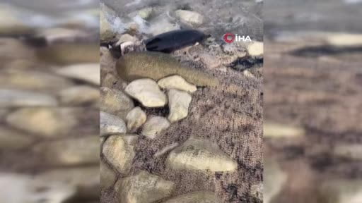 Karaburun Sahili’nde peş peşe yunus ölümleri