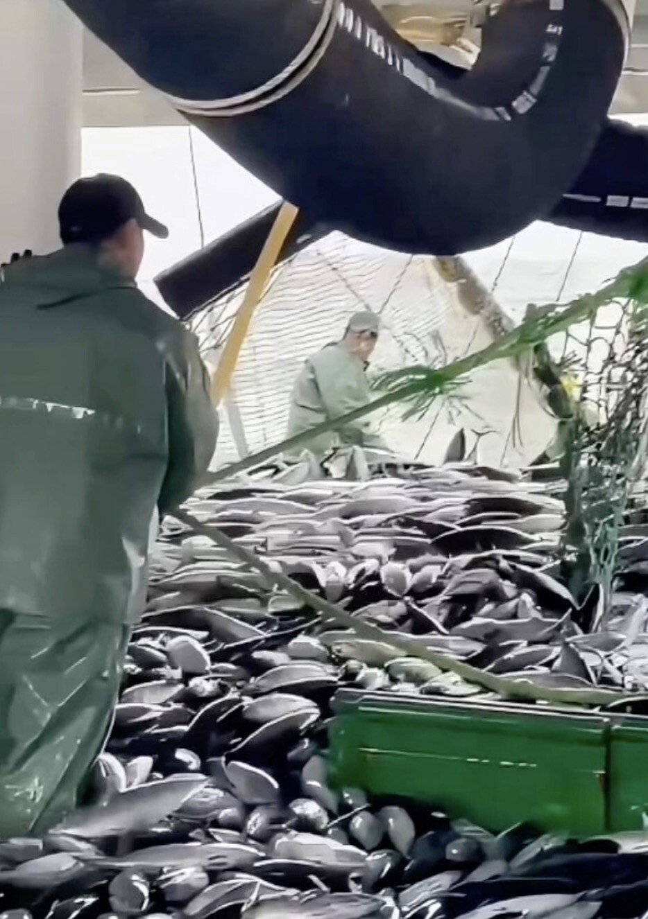 KARADENİZ’DE BALIĞIN AZALMASIYLA ÇANAKKALE BOĞAZI’NDA AVLANMAYA GELEN BALIKÇI GÜVEN GEÇİCİ...