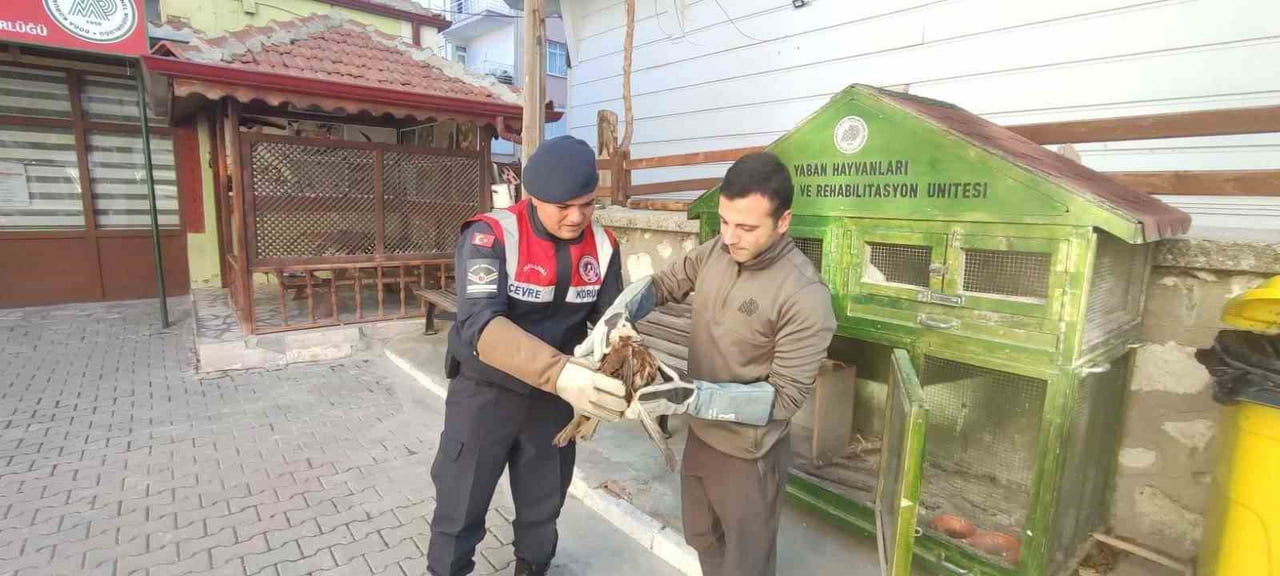 KARAMAN'DA YARALI VE BİTKİN HALDE BULUNAN KIZIL ŞAHİN KORUMA ALTINA ALINDI.
