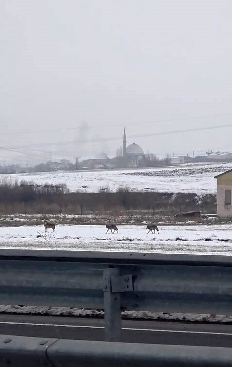 KARS’TA MERKEZ SANAYİ BÖLGESİNE KADAR İNEN KURT SÜRÜSÜ GÜNDÜZ VAKTİ EVLERİN OLDUĞU BÖLGEDE YİYECEK...