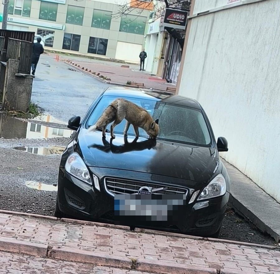 KAYSERİ'NİN KOCASİNAN İLÇESİNDE YİYECEK ARAYAN TİLKİ ŞEHİR MERKEZİNDE GÖRÜNTÜLENDİ.