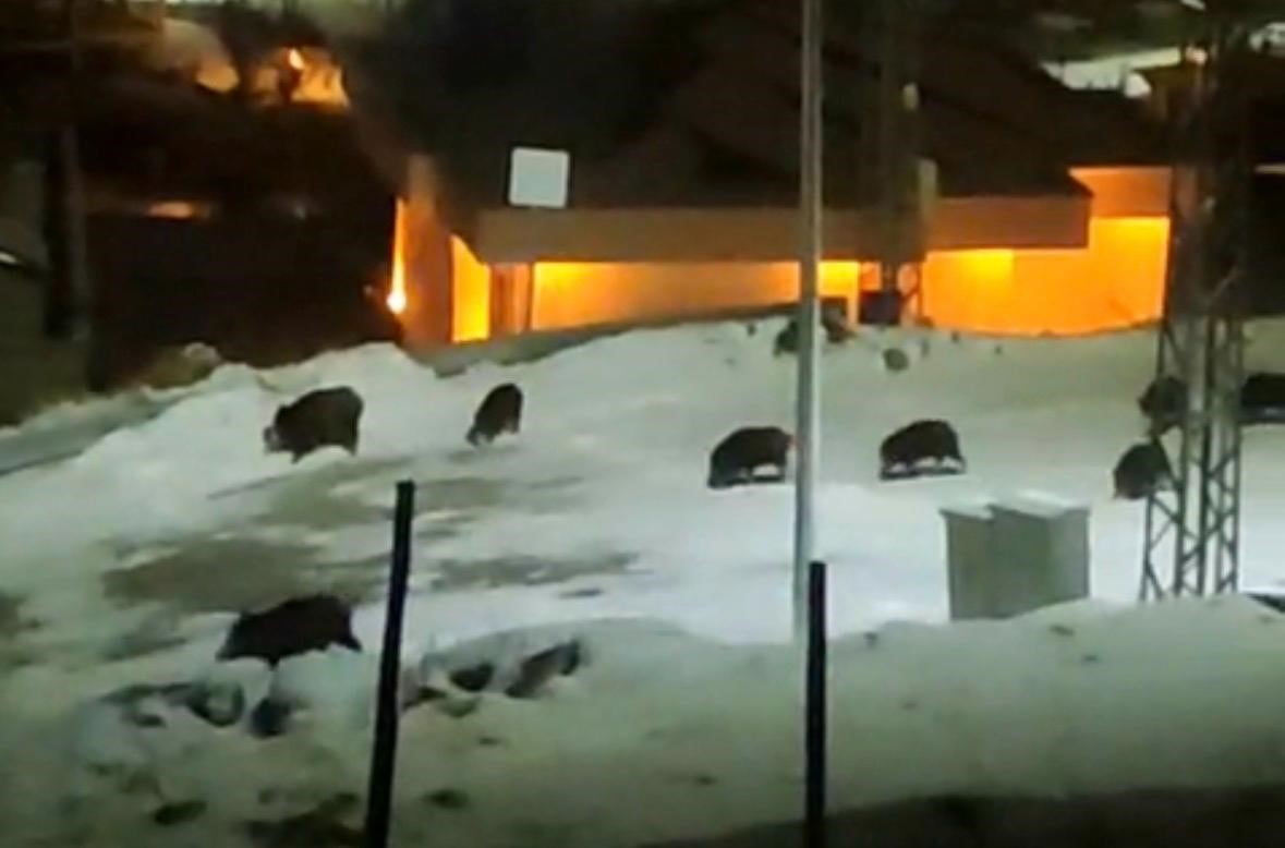 KAYSERİ’NİN HACILAR İLÇESİNDE MERKEZE İNEN DOMUZ SÜRÜSÜ VATANDAŞ KAMERASINA YANSIDI. 13 DOMUZUN...