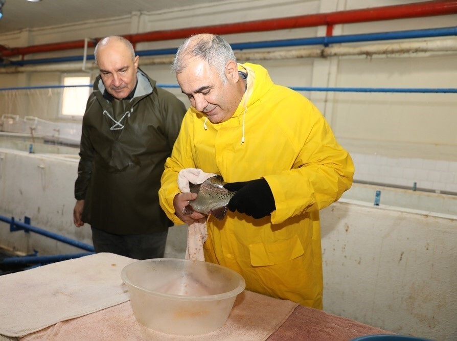 KEBAN SU ÜRÜNLERİ ÜRETİM İSTASYONUNDA ALABALIK SAĞIM ÇALIŞMALARI DEVAM EDİYOR