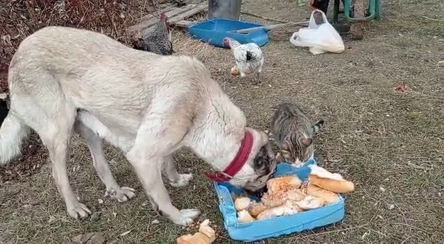 KEDİ VE KÖPEK AYNI KABDAN YEMEK YEDİ (ARŞİV)