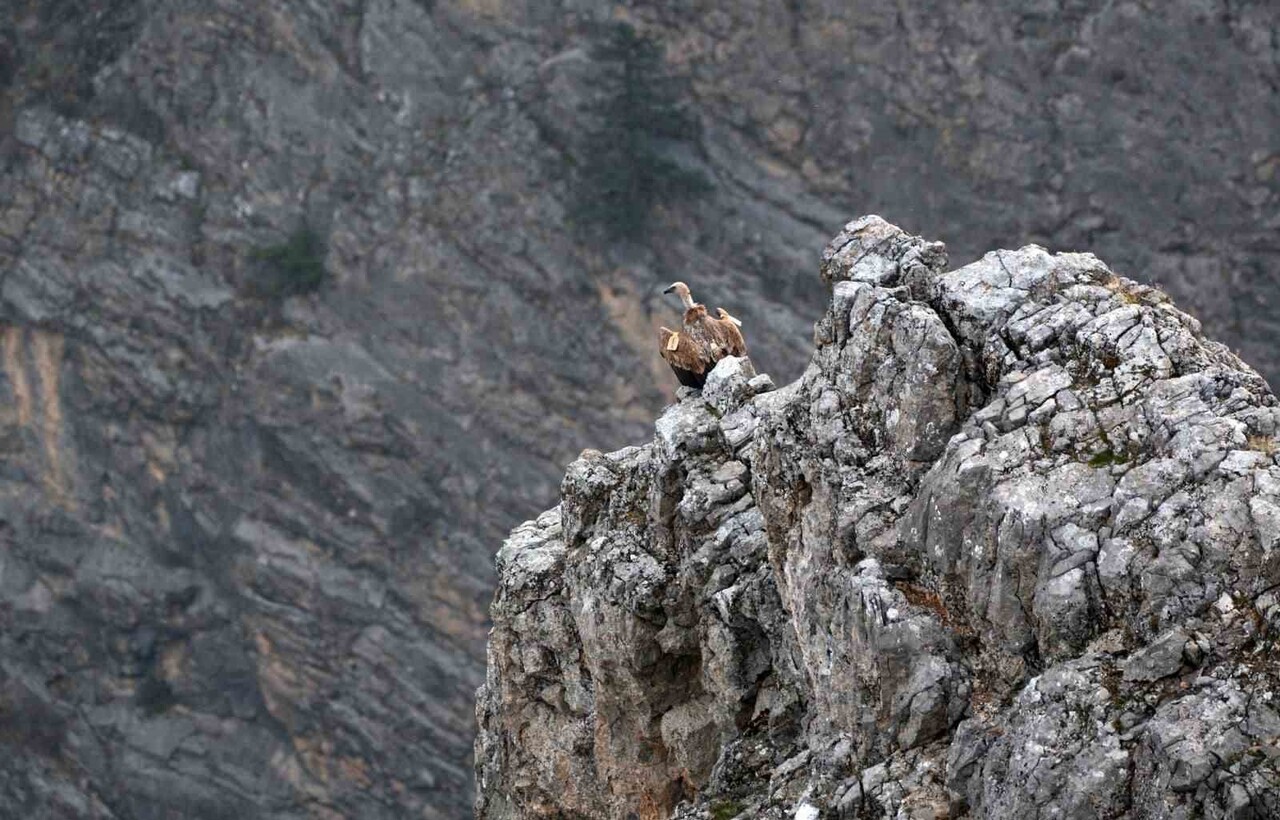KEMALİYE’DE GÖÇMEN AKBABALAR GÖRÜNTÜLENDİ