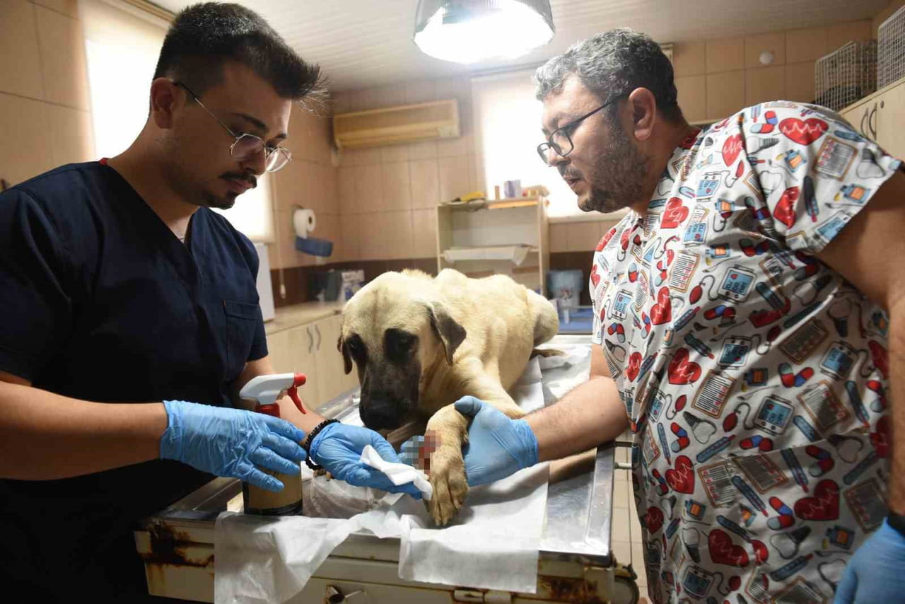 KEPEZ BELEDİYE BAŞKANI MESUT KOCAGÖZ, CİMER ÜZERİNDEN YAPILAN İHBAR SONRASI SALDIRGAN KÖPEĞİ...