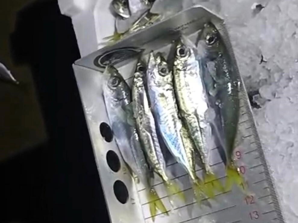 KIRKLARELİ'NDE YAPILAN SU ÜRÜNLERİ DENETİMİNDE 307 KASA İSTAVRİTE, YASAL BOYUTUNUN ALTINDA OLMASI...