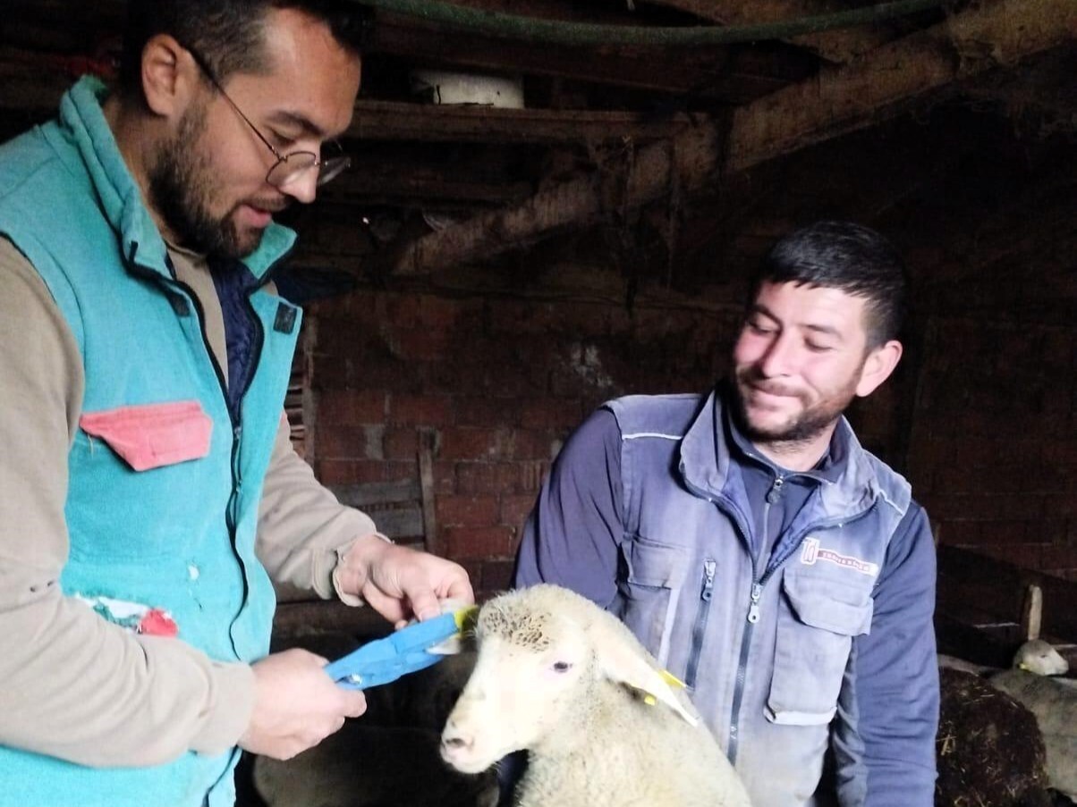 KIRKLARELİ'NİN PINARHİSAR İLÇESİNDE KÜÇÜKBAŞ HAYVANLARIN SAĞLIK KONTROLLERİ YAPILARAK KULAK KÜPESİ...