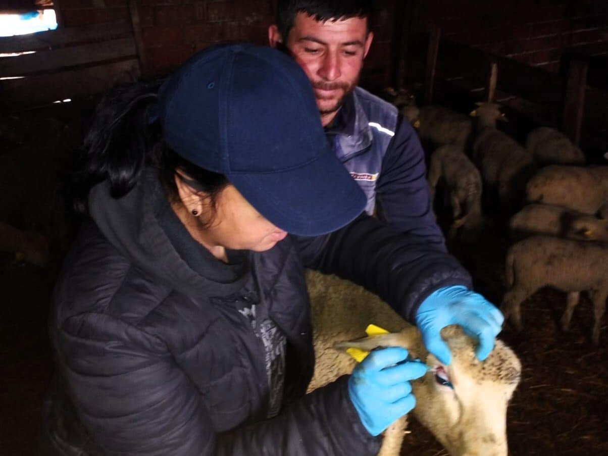 KIRKLARELİ'NİN PINARHİSAR İLÇESİNDE KÜÇÜKBAŞ HAYVANLARIN SAĞLIK KONTROLLERİ YAPILARAK KULAK KÜPESİ...