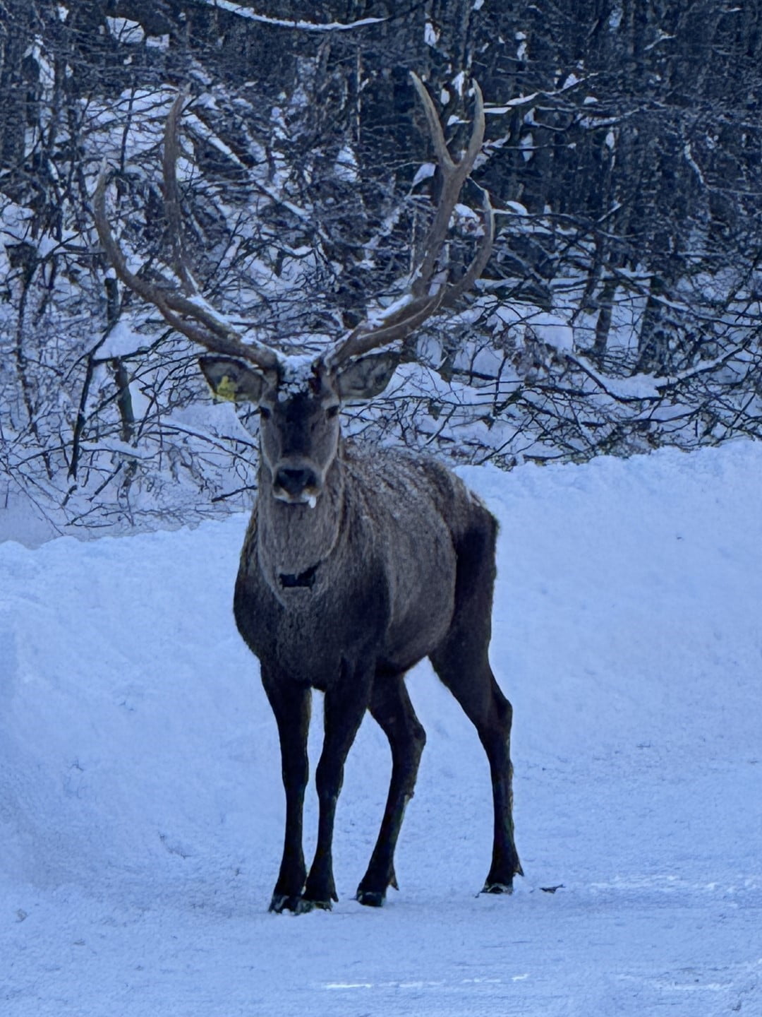 KOCAELİ'DE "KIZIL GEYİK YERLEŞTİRME PROJESİ" KAPSAMINDA DOĞAYA BIRAKILAN GEYİKLER, KAR YAĞIŞININ...