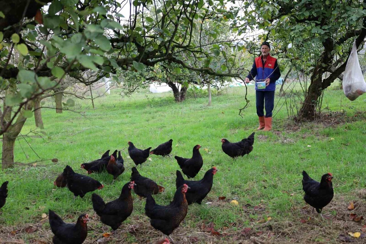 KOCAELİ'DE YÜRÜTÜLEN YÜZDE 50 HİBELİ "DOĞAL SALMA YUMURTA TAVUKÇULUĞU PROJESİ" KAPSAMINDA...