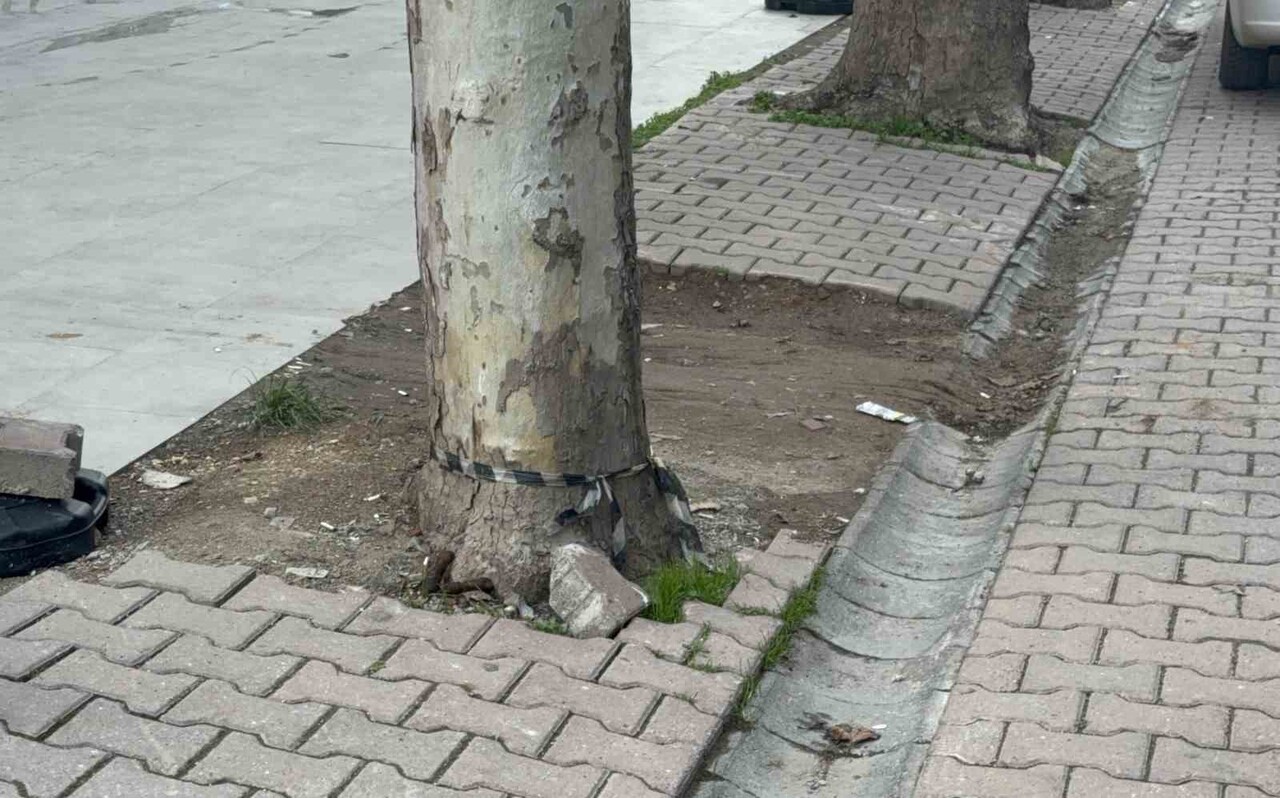 KOCAELİ'NİN DARICA İLÇESİNDE SOKAKTA AĞACIN ALTINDA GÖRDÜĞÜ KARGO POŞETİNİ ÇÖPE ATMAK İÇİN ALAN...