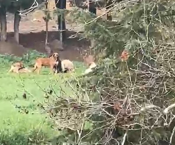 KOCAELİ’NİN DERİNCE İLÇESİNDE SPOR TESİSLERİNİN HEMEN YANINDA BULUNAN AĞAÇLIK ALANDA BAŞIBOŞ...