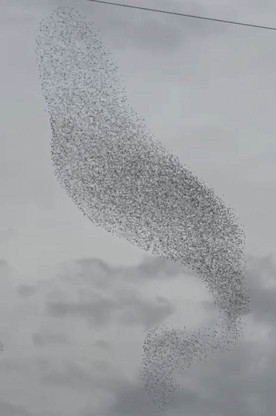 KONYA'NIN KARAPINAR İLÇESİNDE SABAHIN İLK IŞIKLARIYLA BİRLİKTE SIĞIRCIK KUŞU GÖRSEL ŞÖLEN...