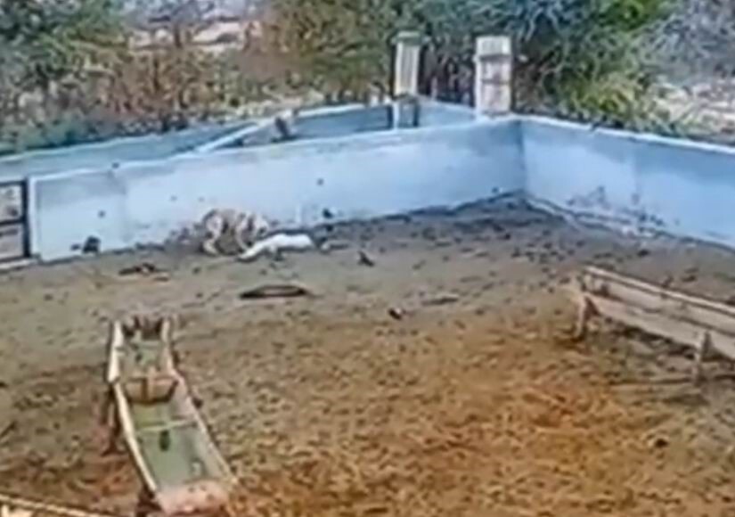 KONYA’NIN EREĞLİ İLÇESİNDE AĞILA GİREN KURT, 2 KOYUNU TELEF ETTİ. OLAYIN ARDINDAN BAŞIBOŞ SOKAK...