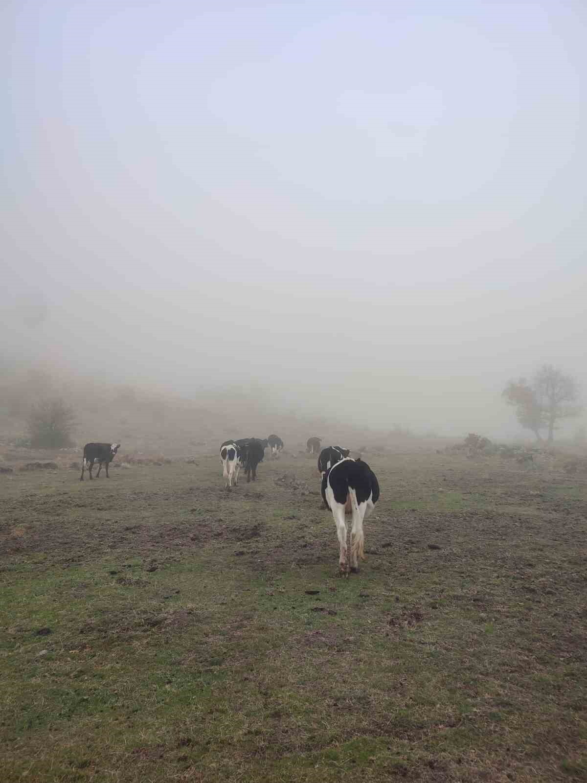 KONYA’NIN SEYDİŞEHİR İLÇESİNDE KAYBOLAN 11 BÜYÜKBAŞ HAYVAN, JANDARMA EKİPLERİNİN YAPTIĞI ÇALIŞMA...