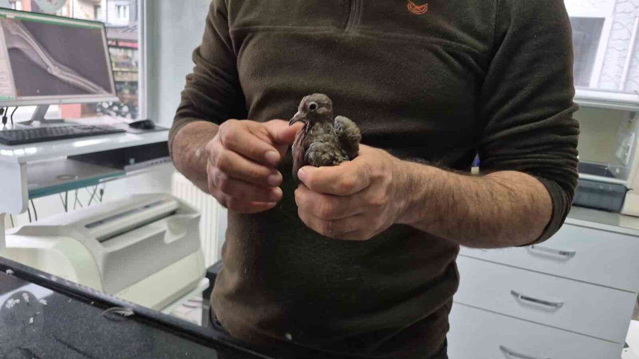 KÖYÜNE GİDEN VATANDAŞ YOLDA BULDUĞU UÇAMAYAN KUŞA KAYITSIZ KALAMADI. ORMAN GÜVERCİNİ OLARAK TA...