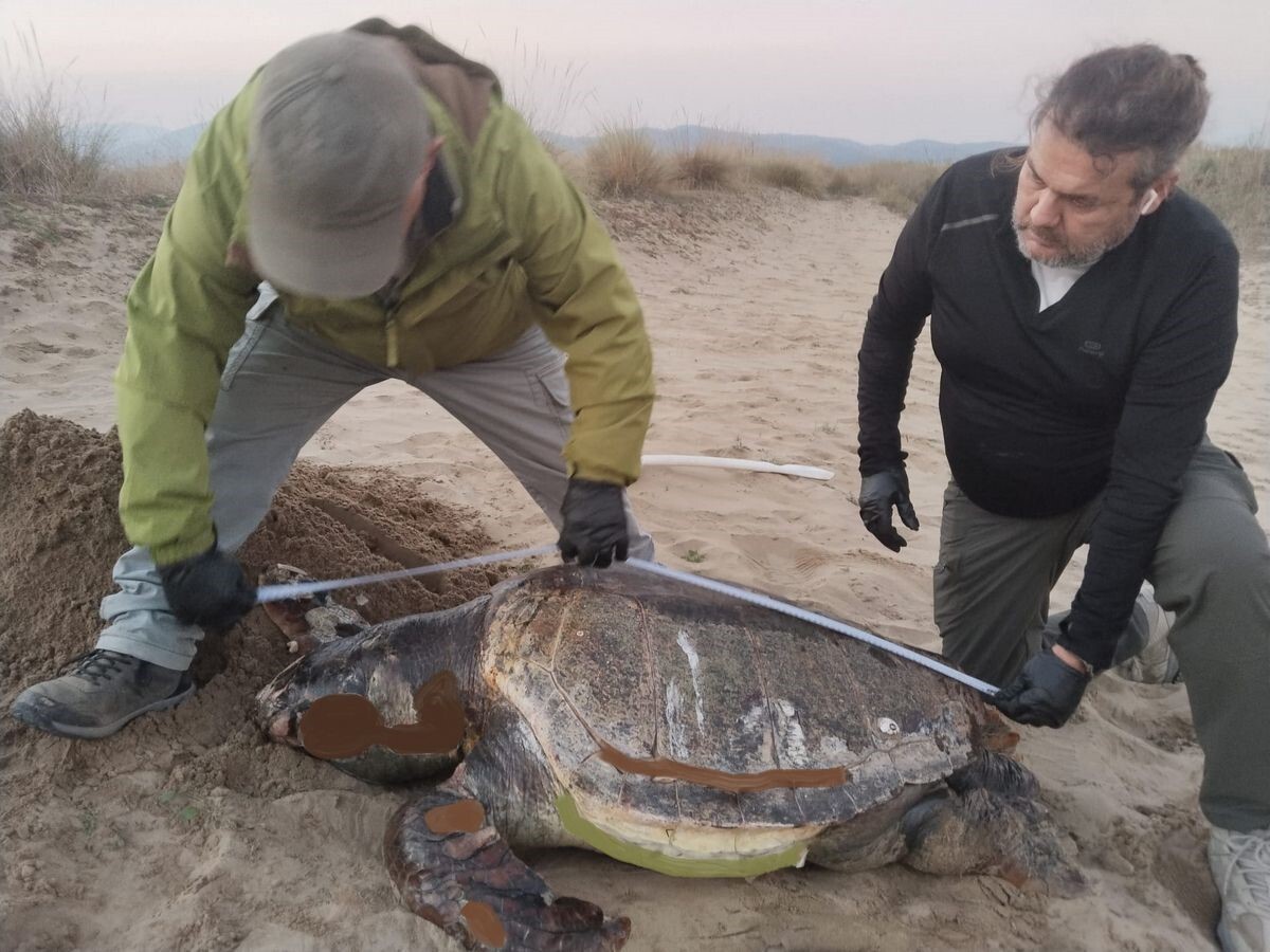 KUŞADASI KIYILARINDA SON BİR HAFTADA BİRİ YEŞİL DENİZ KAPLUMBAĞASI, İKİSİ CARETTA CARETTA OLMAK...