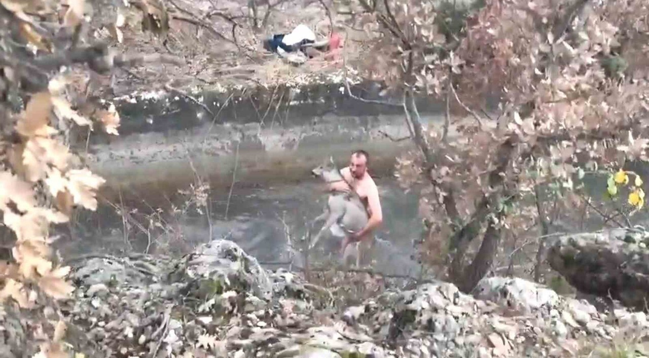 KÜTAHYA’DA HAYVAN SEVERLER SU KANALINA DÜŞEN KARACAYI KURTARDILAR