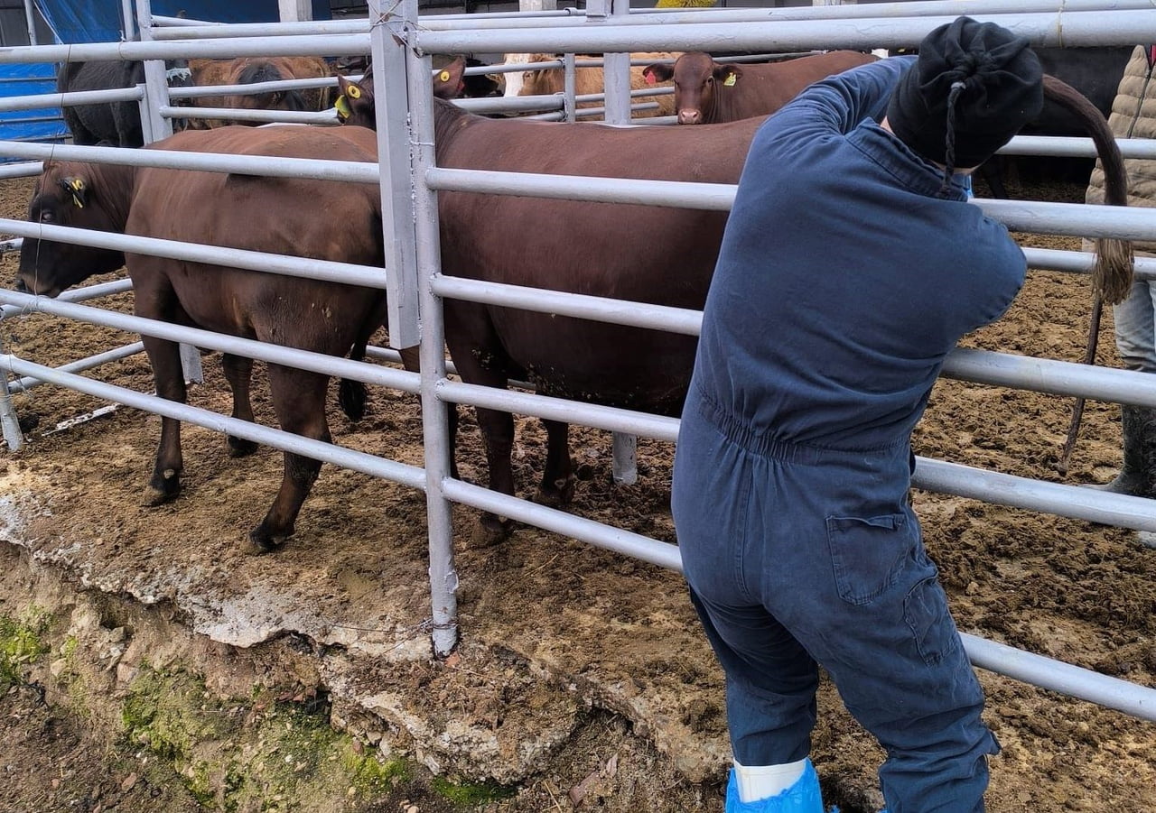 KÜTAHYA’YA BREZİLYA’DAN GELEN İTHAL GEBE DÜVELER SAĞLIK KONTROLÜNDEN GEÇİRİLDİ