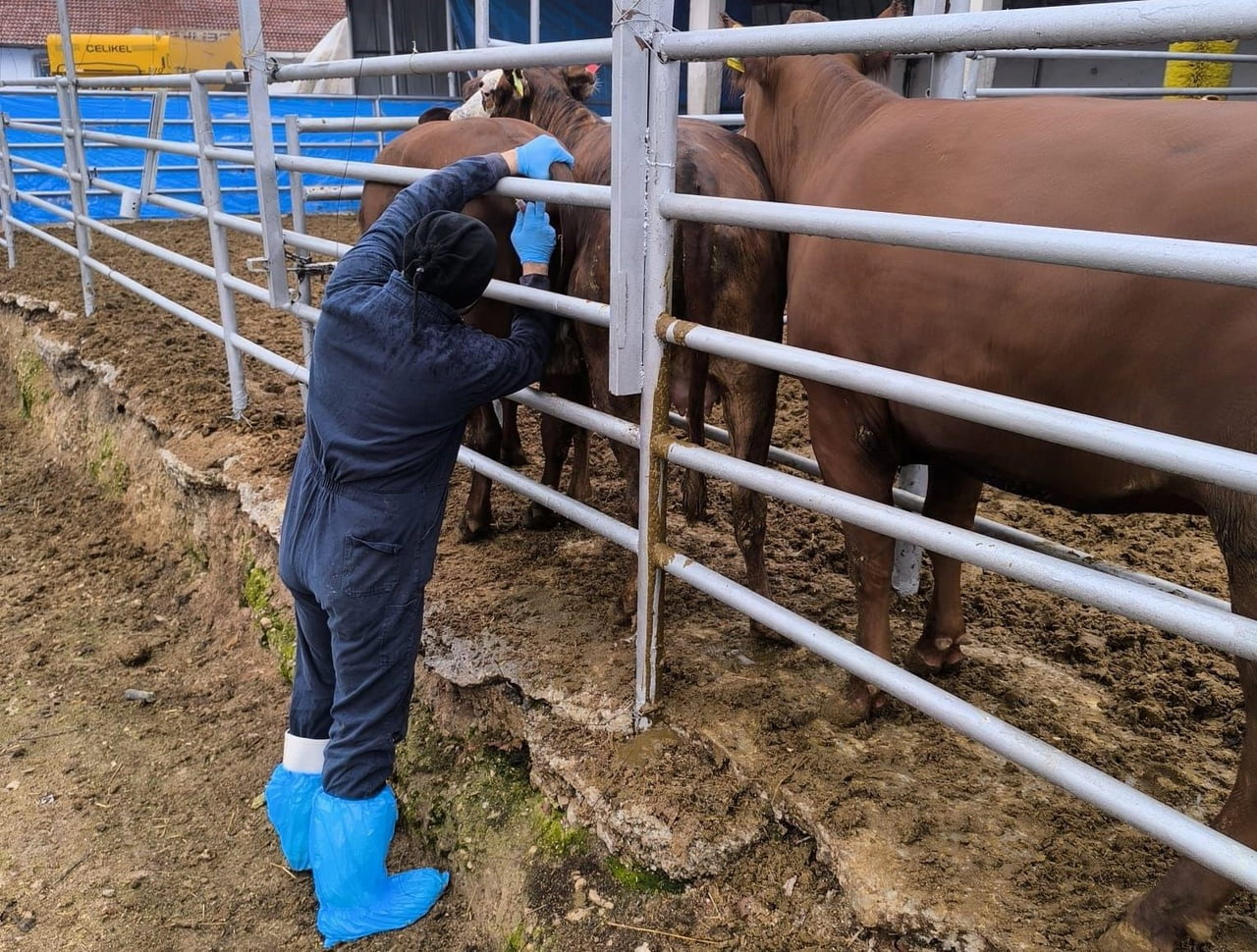 KÜTAHYA’YA BREZİLYA’DAN GELEN İTHAL GEBE DÜVELER SAĞLIK KONTROLÜNDEN GEÇİRİLDİ