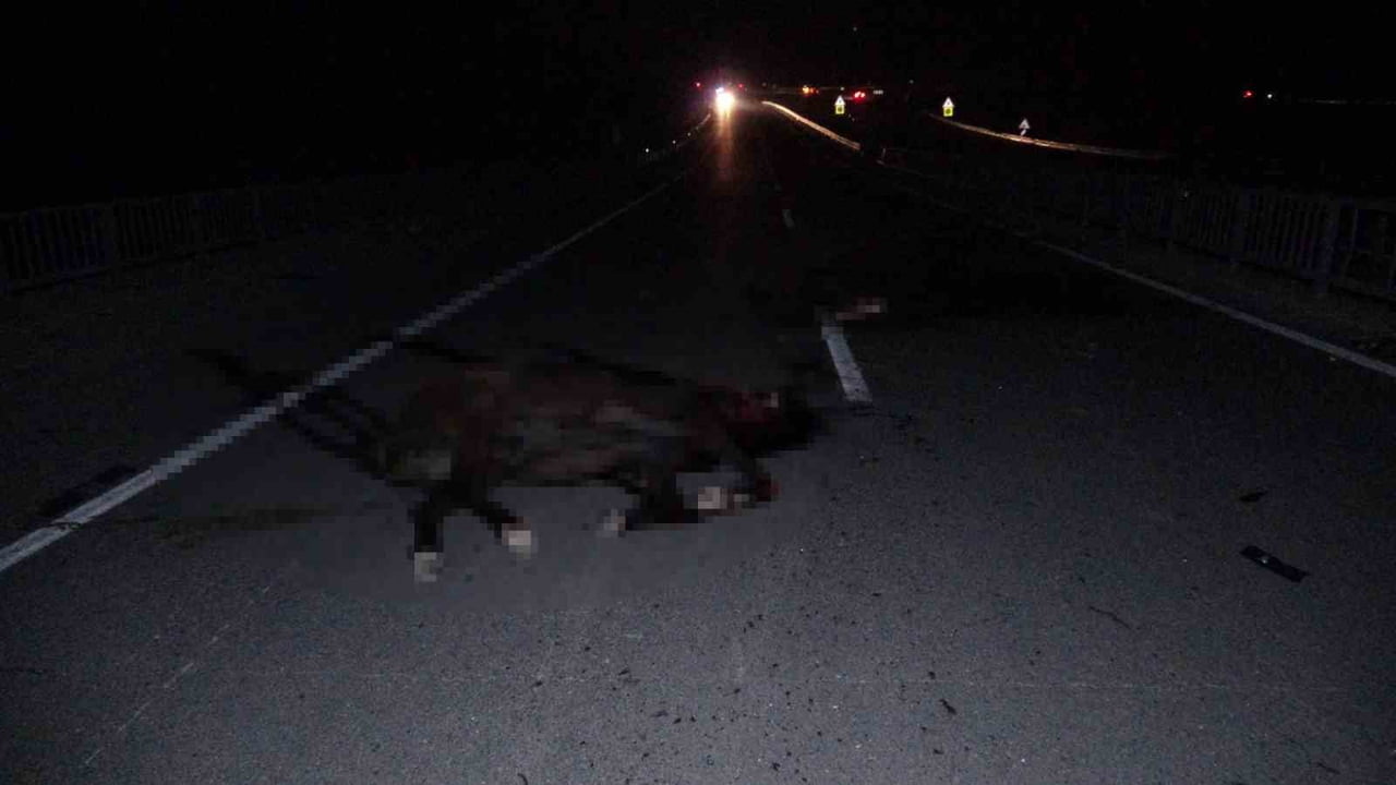 MALATYA'DA BULUNDUKLARI TAVLADAN KAÇAN VE ŞEHİRLERARASI KARAYOLUNA ÇIKAN MİLYONLUK YARIŞ ATLARINA...