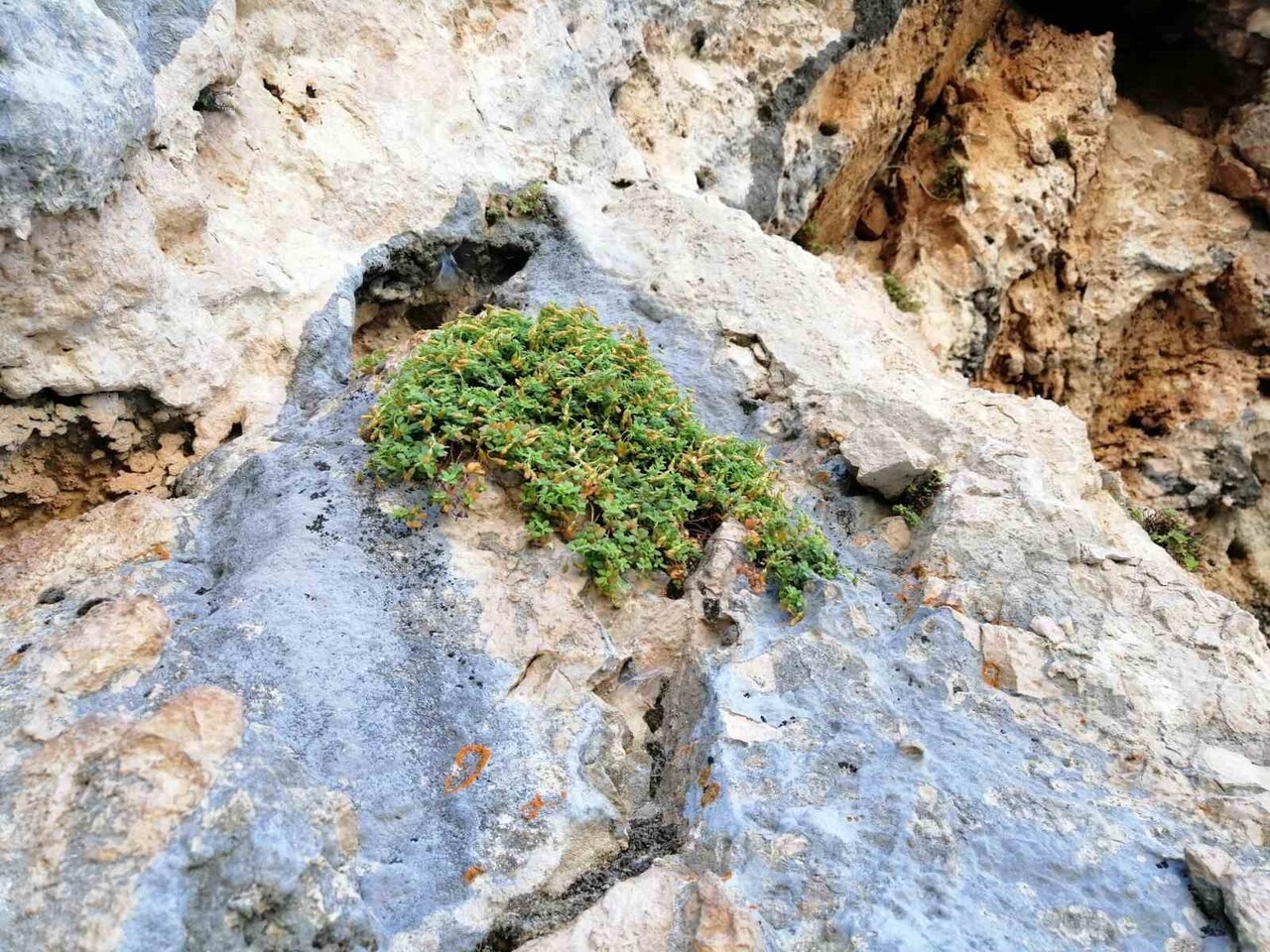 MALATYA’DA YETİŞEN ENDEMİK HYPERİCUM MALATYANUM (MALATYA KANTARONU) ÜZERİNE YAPILAN BİLİMSEL...