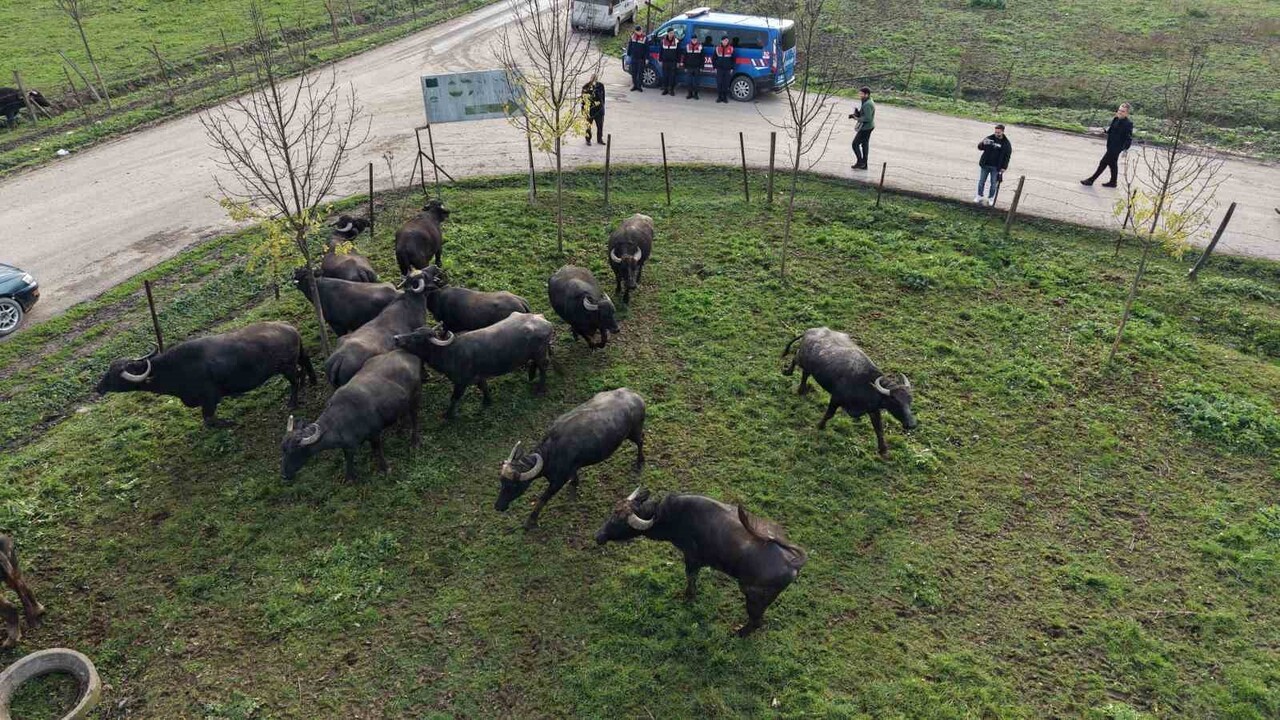 MANDA YETİŞTİRİCİLİĞİNİN GELİŞTİRİLMESİ PROJESİ KAPSAMINDA TEMİN EDİLEN 17 ADET DAMIZLIK MANDA...