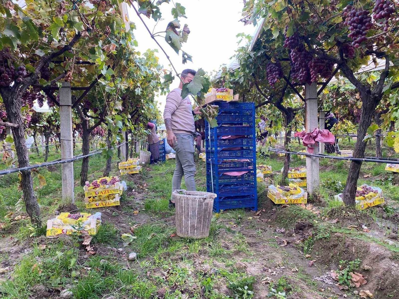 MANİSA’NIN DÜNYACA ÜNLÜ SULTANİYE ÜZÜMÜNÜN YETİŞTİRİLDİĞİ SARIGÖL OVASI’NDA ÜZÜM HASADINDA SONA...