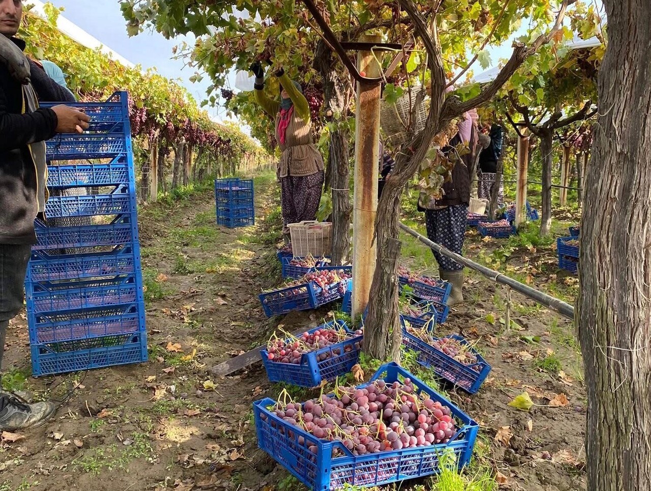 MANİSA’NIN DÜNYACA ÜNLÜ SULTANİYE ÜZÜMÜNÜN YETİŞTİRİLDİĞİ SARIGÖL OVASI’NDA ÜZÜM HASADINDA SONA...