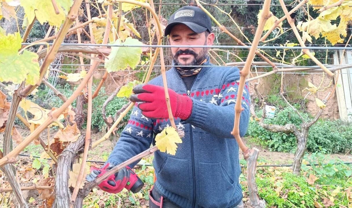 MANİSA’NIN SARIGÖL İLÇESİ VE ÇEVRESİNDE ÜZÜM BAĞLARINDA BAŞLAYAN BUDAMA ÇALIŞMALARI, ARTAN İŞÇİLİK...