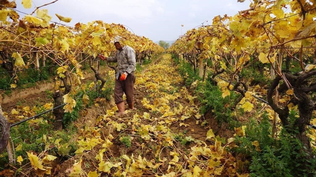 MANİSA’NIN SARIGÖL İLÇESİNDE ÜZÜM BAĞLARINDA SARARAN YAPRAKLAR, ORTAYA KARTPOSTALLIK MANZARALAR...