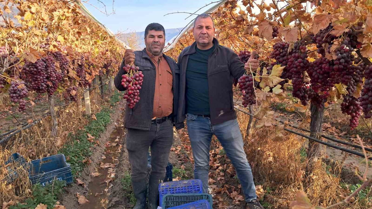 MANİSA’NIN SARIGÖL OVASI’NIN BEREKETLİ TOPRAKLARINDA YETİŞTİRİLEN SOFRALIK SULTANİYE VE ÇEKİRDEKLİ...