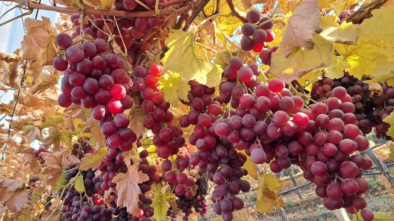 MANİSA’NIN SARIGÖL OVASI’NIN BEREKETLİ TOPRAKLARINDA YETİŞTİRİLEN SOFRALIK SULTANİYE VE ÇEKİRDEKLİ...