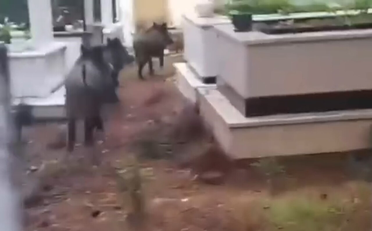 MARMARİS’TE DOMUZ İSTİLASI SÜRÜYOR: "YENİ ADRES MEZARLIKLAR"