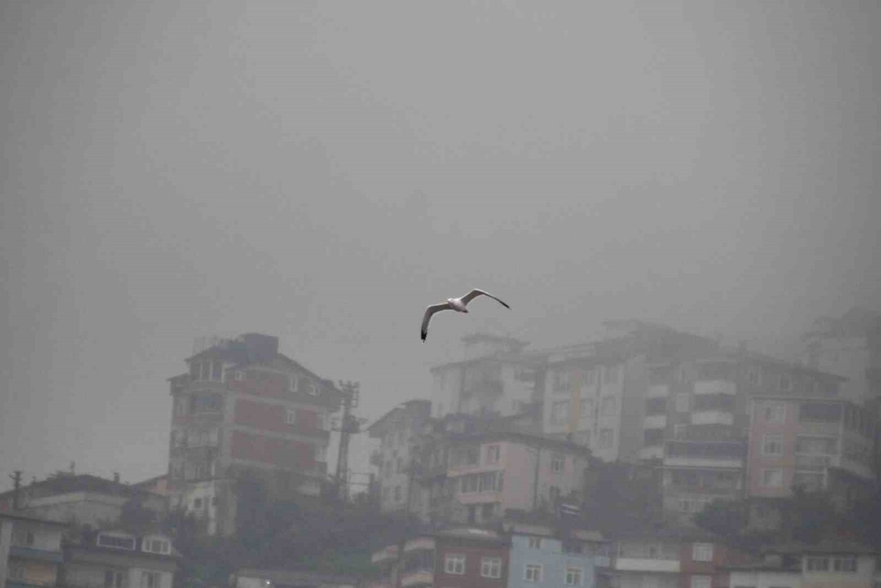 MARTILAR SİSLER ARASINDA UÇTU