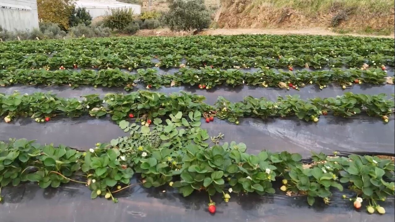 MERSİN’İN ANAMUR İLÇESİNDE ÖNEMLİ ÇİLEK ÜRETİCİLERİ KIŞ HASADINA YAPARKEN FİYATININ BAHÇEDE 130 TL...