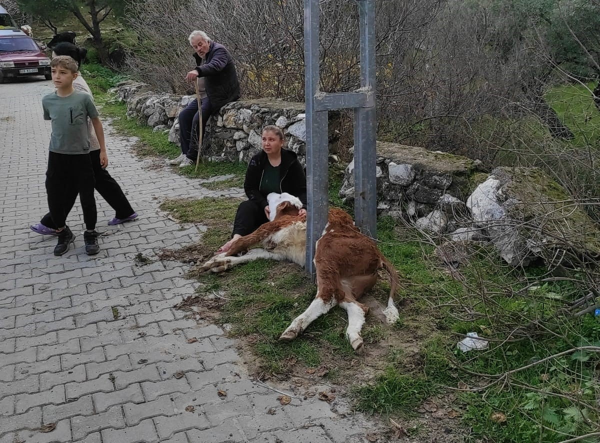 MUĞLA'NIN MİLAS İLÇESİNDE AYDINLATMA DİREĞİNE SIKIŞARAK MAHSUR KALAN BUZAĞIYI İTFAİYE EKİPLERİ...