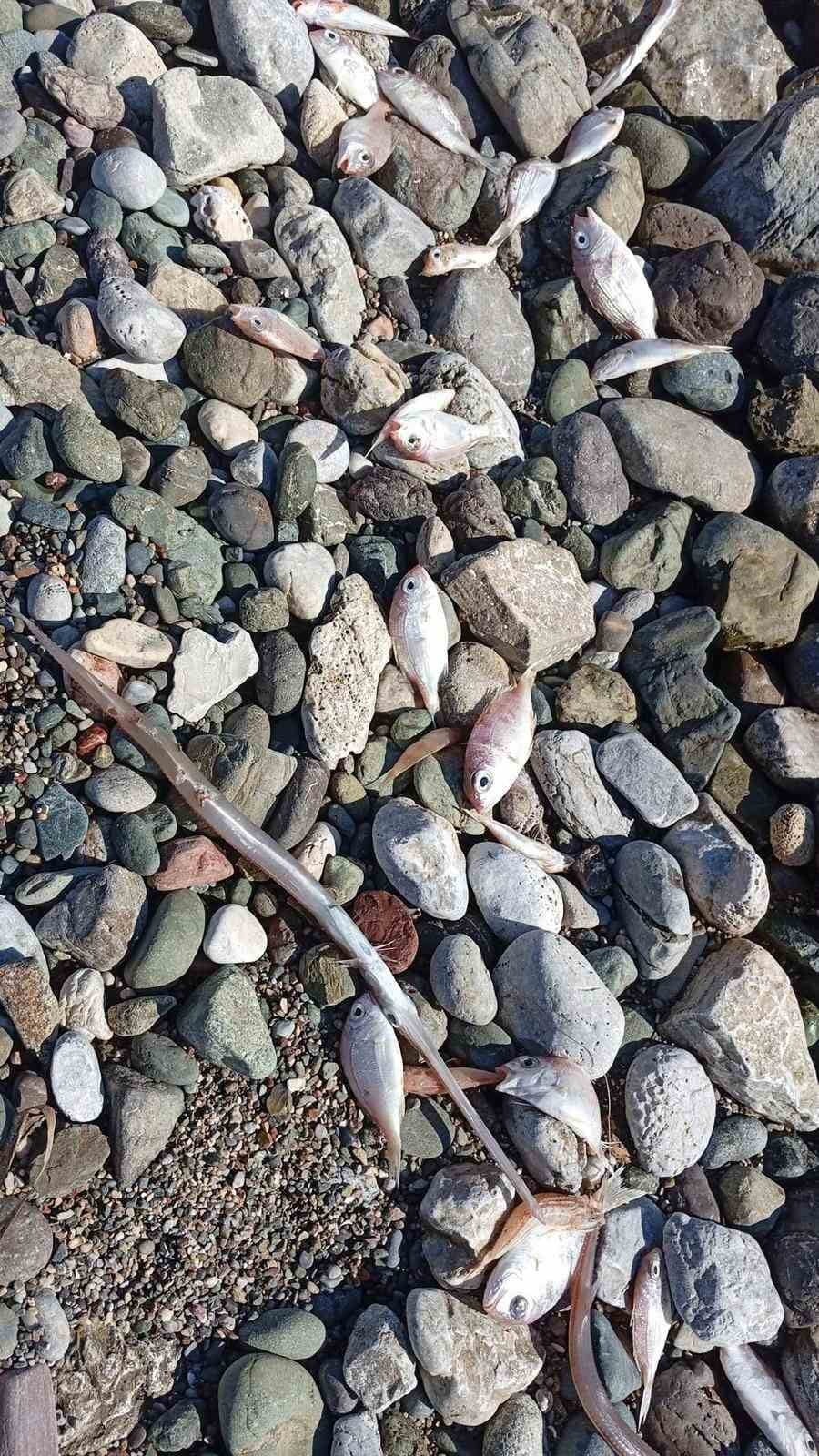 MUĞLA’NIN DATÇA İLÇESİNDE SABAH SAATLERİNDE SAHİLE VURAN ÇOK SAYIDA ÖLÜ BALIK, BÖLGEDE...