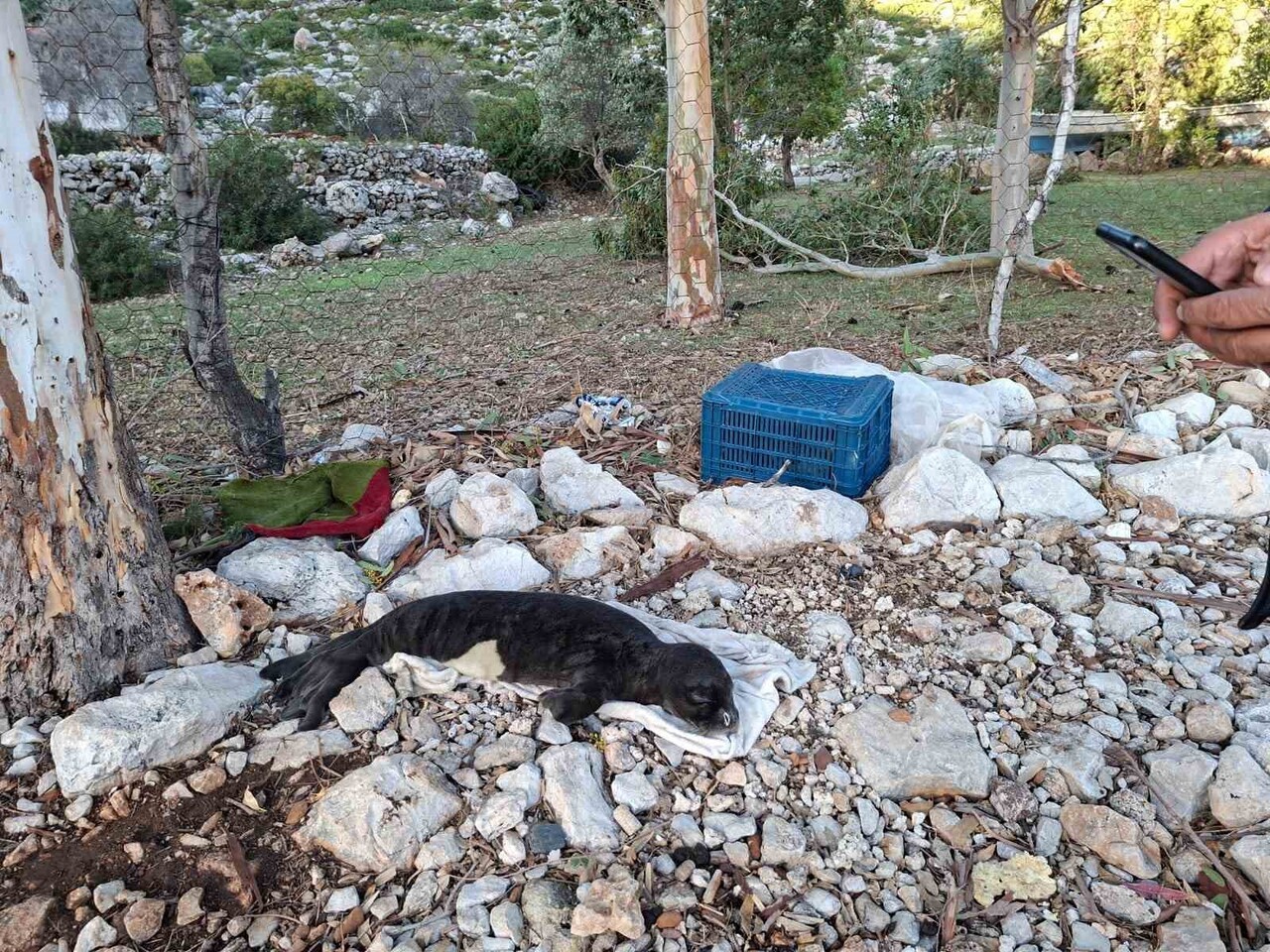 MUĞLA’NIN MARMARİS İLÇESİNE BAĞLI SÖĞÜT VE TAŞLICA MAHALLELERİ ARASINDA BULUNAN SERÇE LİMANI’NDA...