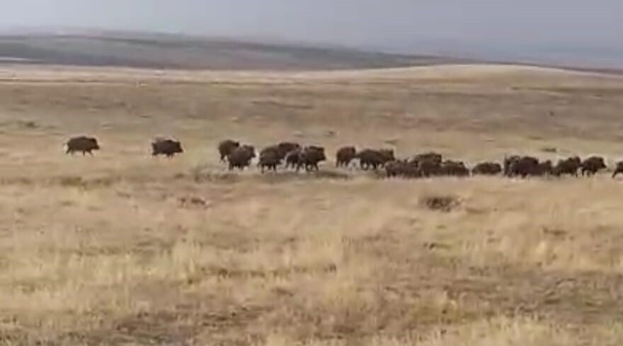 MUŞ'UN MALAZGİRT İLÇESİNDE BÜYÜK BİR YABAN DOMUZU SÜRÜSÜ GÖRÜNTÜLENDİ.