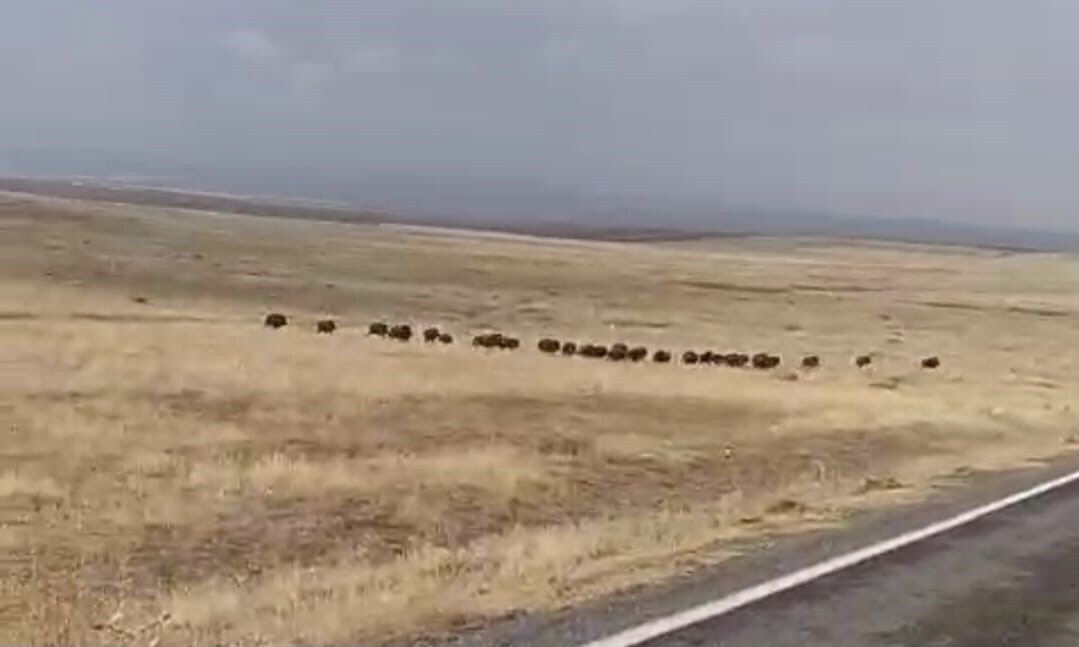 MUŞ'UN MALAZGİRT İLÇESİNDE BÜYÜK BİR YABAN DOMUZU SÜRÜSÜ GÖRÜNTÜLENDİ.