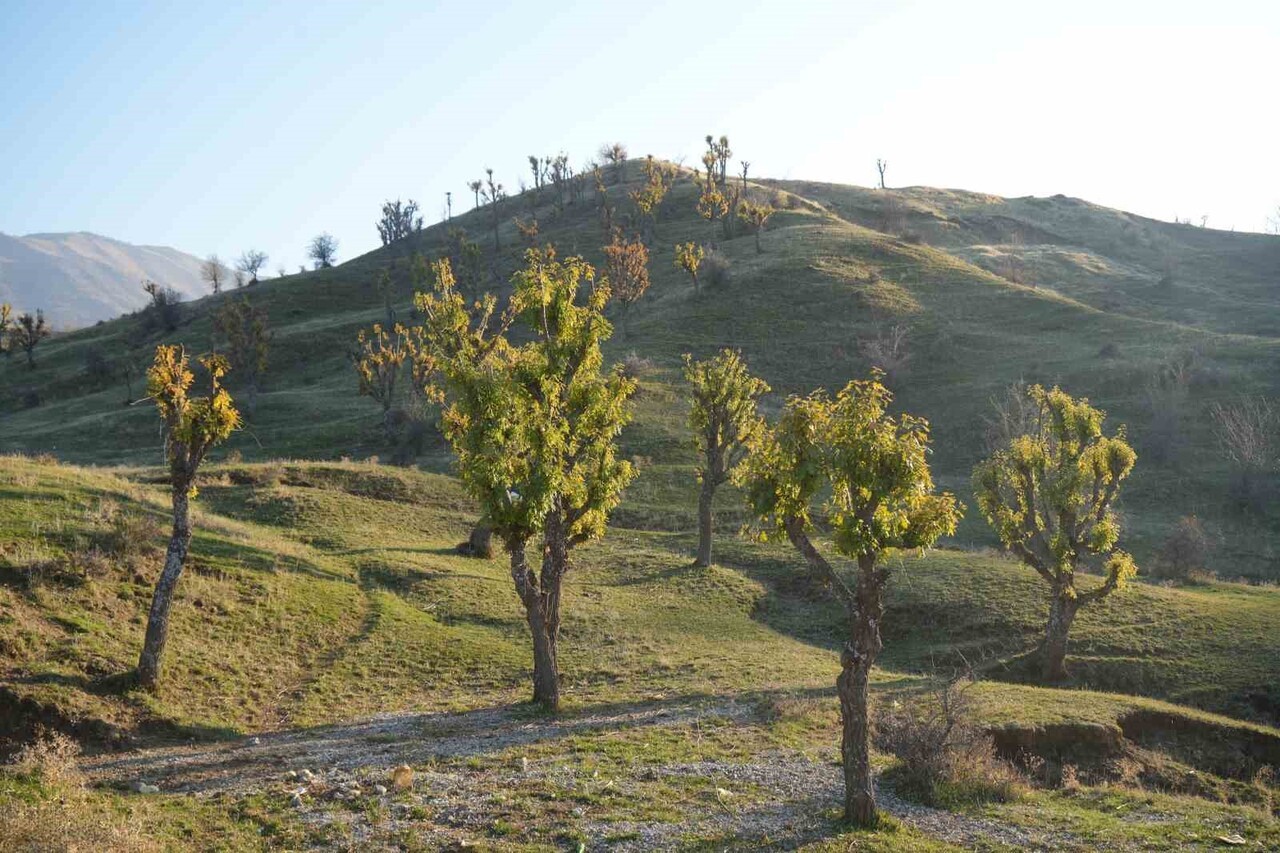 MUŞ’UN HASKÖY İLÇESİ KIRSALINDA MEŞE AĞAÇLARININ SONBAHAR MEVSİMİNDE YENİDEN YAPRAK AÇMASI...