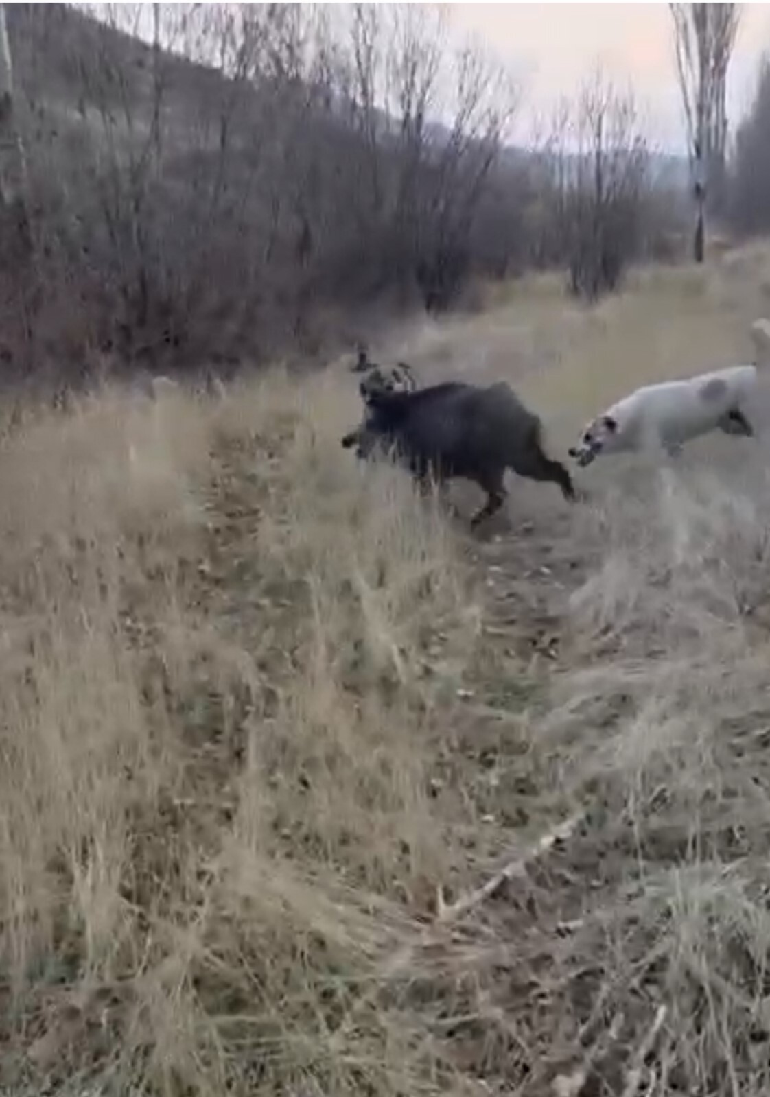 MUŞ’UN KORKUT İLÇESİNE BAĞLI KARAKALE KÖYÜNDE TARLAYA İNEN YABAN DOMUZU, ÇOBAN KÖPEKLERİNİN...