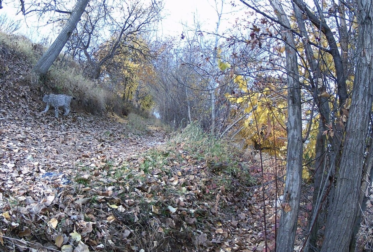 NESLİ TÜKENME TEHLİKESİ ALTINDA OLDUĞU İÇİN KORUMA ALTINA ALINAN VAŞAK, ERZİNCAN’DA FOTO KAPAN VE...