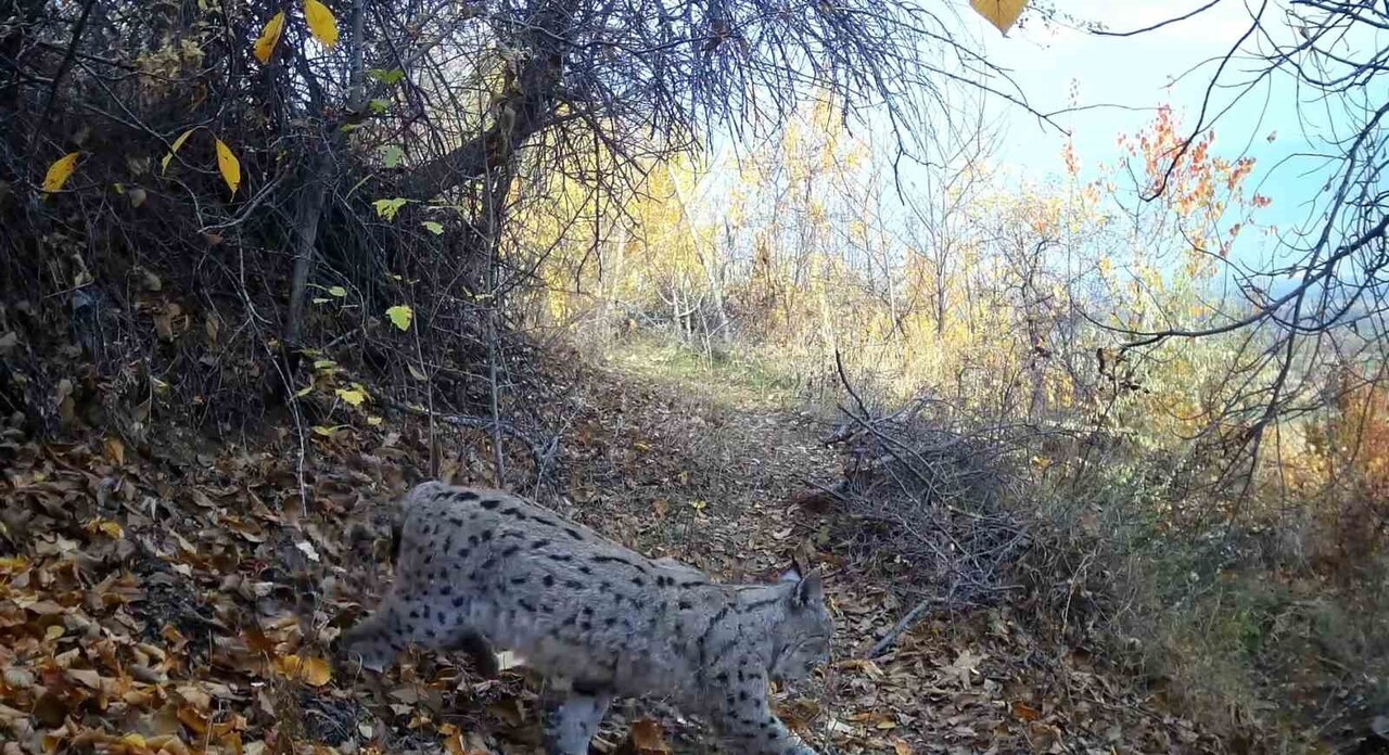 NESLİ TÜKENME TEHLİKESİ ALTINDA OLDUĞU İÇİN KORUMA ALTINA ALINAN VAŞAK, ERZİNCAN’DA FOTO KAPAN VE...