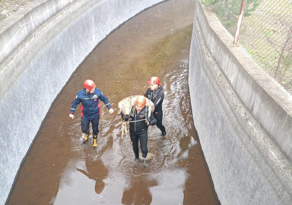 ORDU’NUN AKKUŞ İLÇESİNDE SU KANALINA DÜŞEN KARACA, İTFAİYE EKİPLERİNCE KURTARILDI. İTFAİYE ERİ...
