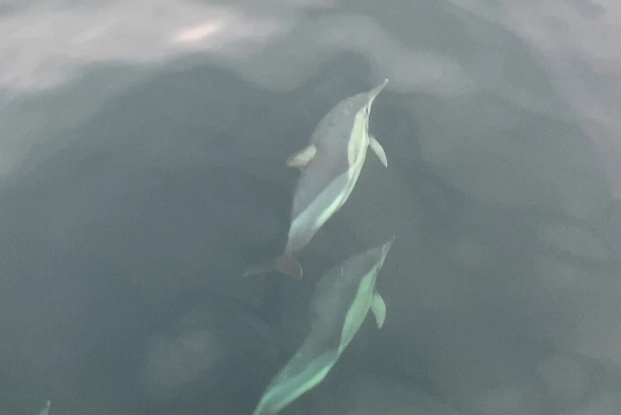 ORDU’NUN ÜNYE İLÇESİNDE DENİZE AÇILAN BALIKÇI TEKNESİNE EŞLİK EDEN YUNUSLAR, ADETA GÖRSEL ŞÖLEN...